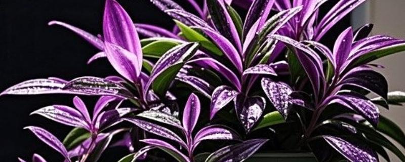 怎么养殖紫吊兰,温度控制在20℃左右最佳