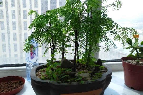 水杉叶子干枯如何处理，置于光线明亮处养护