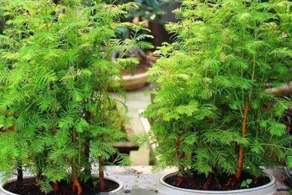 水杉叶子干枯如何处理，置于光线明亮处养护