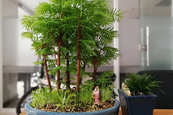 水杉叶子干枯如何处理，置于光线明亮处养护