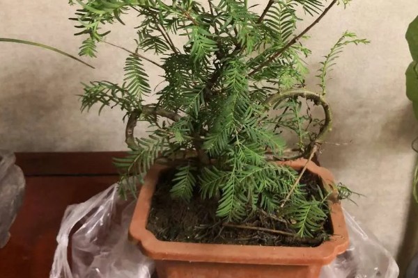 水杉叶子干枯如何处理，置于光线明亮处养护