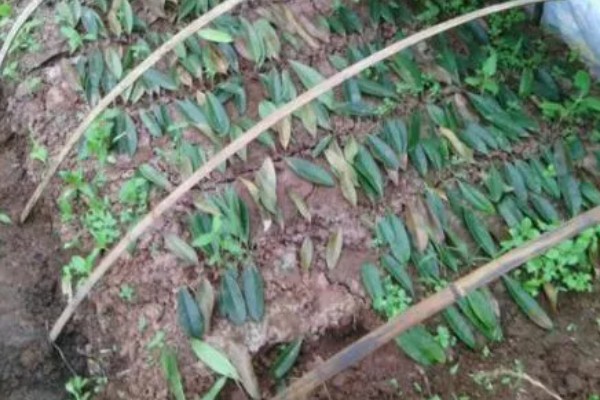 水杉叶子干枯如何处理，置于光线明亮处养护