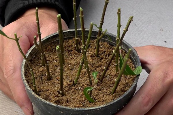 水杉叶子干枯如何处理，置于光线明亮处养护