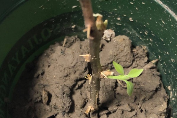 水杉叶子干枯如何处理，置于光线明亮处养护