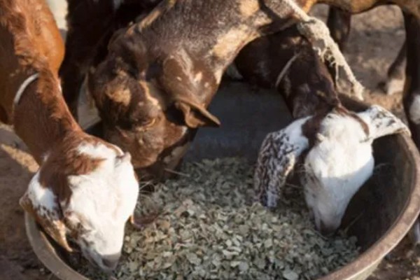 羊食欲不好的原因,可能是消化道疾病引发的