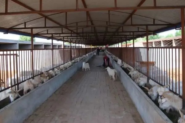 羊食欲不好的原因,可能是消化道疾病引发的