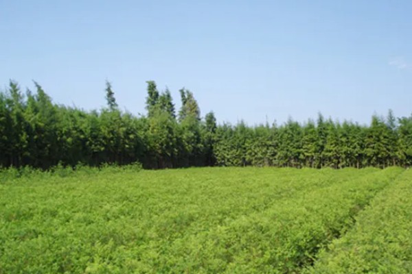 水杉叶子干枯如何处理，置于光线明亮处养护