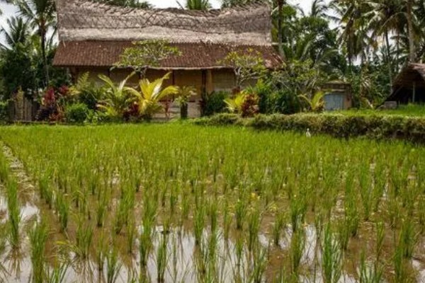 东南亚种植水稻有哪些有利条件,当地终年高温且降水较多
