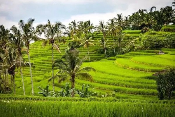 东南亚种植水稻有哪些有利条件,当地终年高温且降水较多