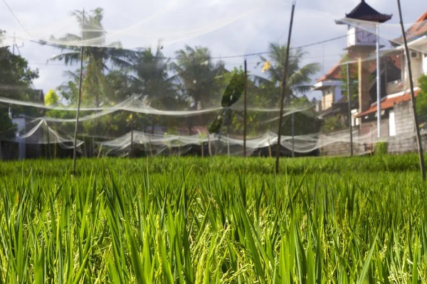 东南亚种植水稻有哪些有利条件,当地终年高温且降水较多