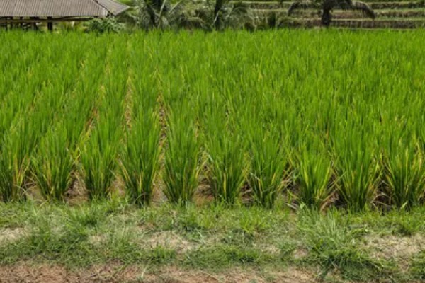 东南亚种植水稻有哪些有利条件,当地终年高温且降水较多
