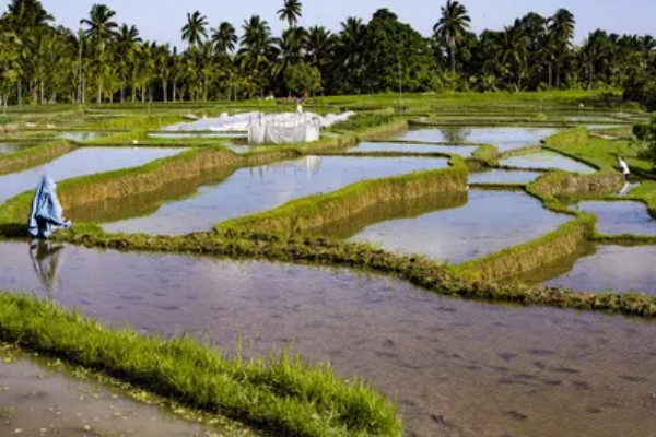 东南亚种植水稻有哪些有利条件,当地终年高温且降水较多
