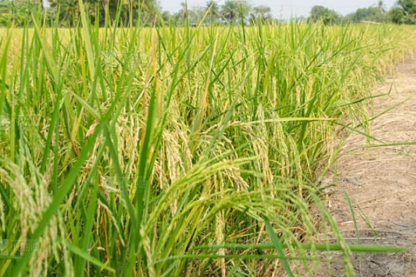 东南亚种植水稻有哪些有利条件,当地终年高温且降水较多