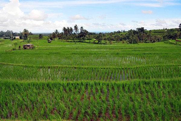 东南亚种植水稻有哪些有利条件,当地终年高温且降水较多