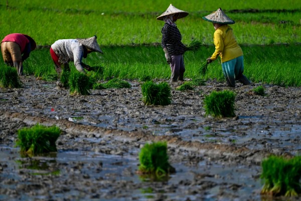 东南亚种植水稻有哪些有利条件,当地终年高温且降水较多
