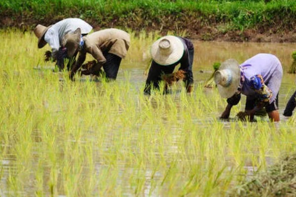 东南亚种植水稻有哪些有利条件,当地终年高温且降水较多