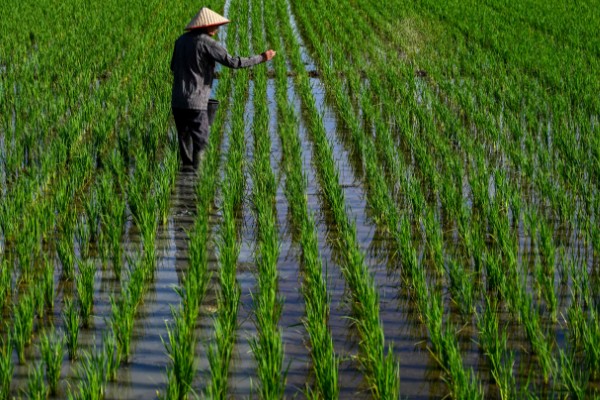 东南亚种植水稻有哪些有利条件,当地终年高温且降水较多