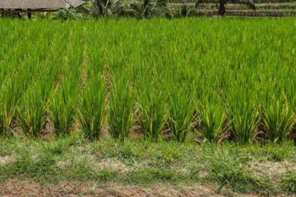 东南亚种植水稻有哪些有利条件,当地终年高温且降水较多