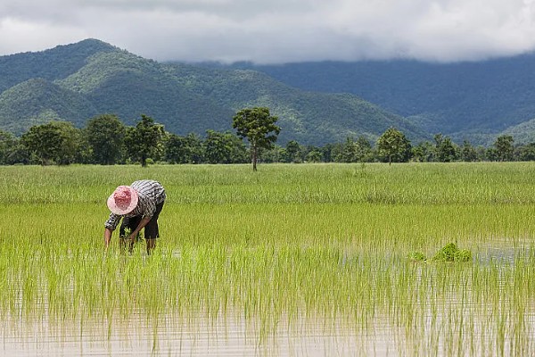 东南亚种植水稻有哪些有利条件,当地终年高温且降水较多