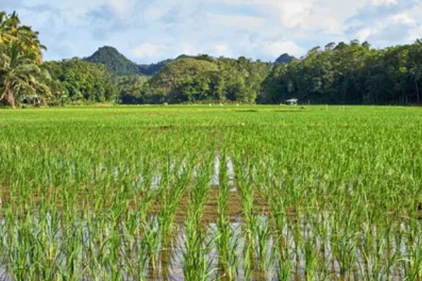 东南亚种植水稻有哪些有利条件,当地终年高温且降水较多