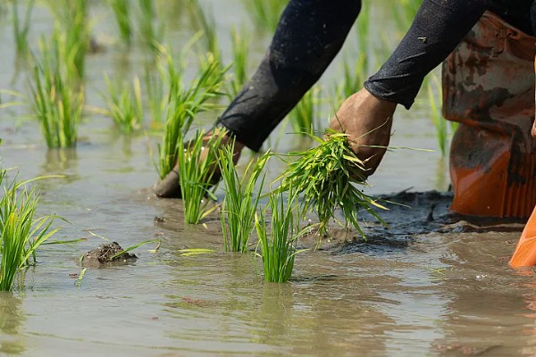 东南亚种植水稻有哪些有利条件,当地终年高温且降水较多