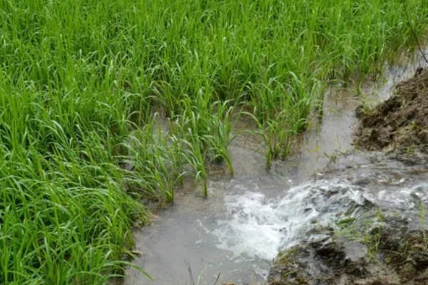 东南亚种植水稻有哪些有利条件,当地终年高温且降水较多