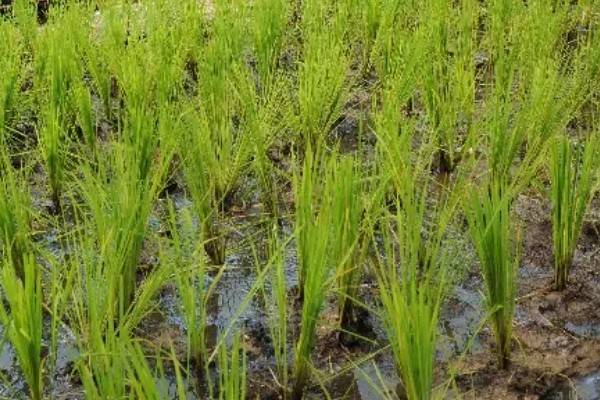 东南亚种植水稻有哪些有利条件,当地终年高温且降水较多