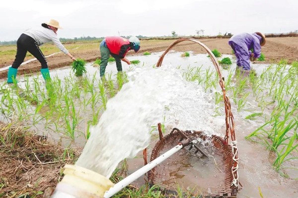 东南亚种植水稻有哪些有利条件,当地终年高温且降水较多