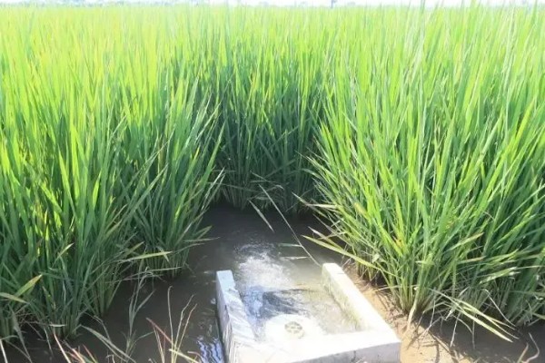 东南亚种植水稻有哪些有利条件,当地终年高温且降水较多