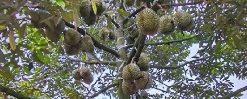榴莲如何栽培，每年要重点施1次肥