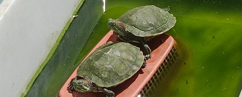 乌龟跑了如何找回,在厨房、厕所、床底等阴暗处搜寻