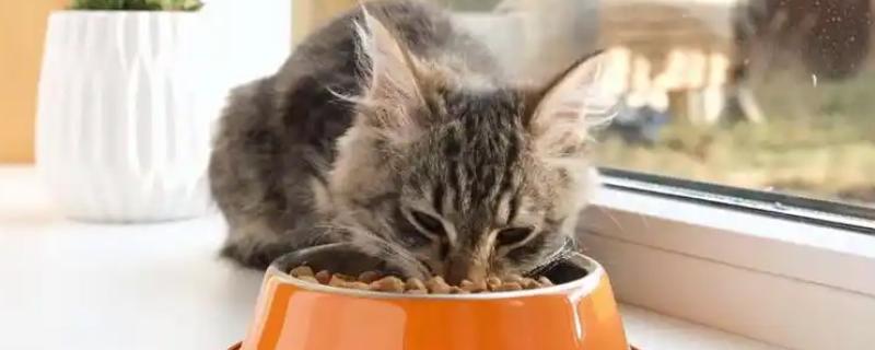 猫为什么食欲不振,可能是口腔疾病