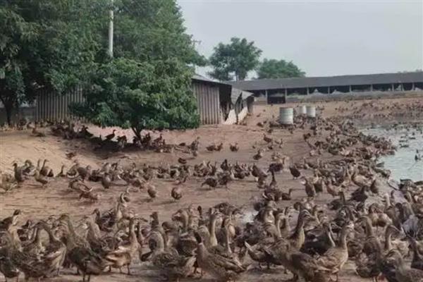 鸭子的采食量为何会下降，主要有以下3个原因