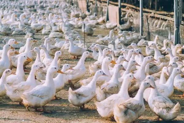 鸭子的采食量为何会下降，主要有以下3个原因