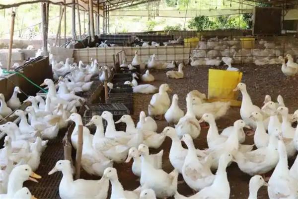 鸭子的采食量为何会下降，主要有以下3个原因