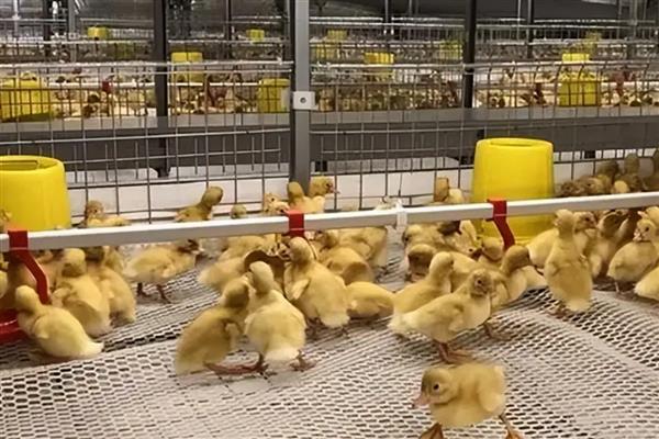 鸭子的采食量为何会下降，主要有以下3个原因