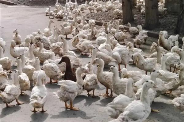 鸭子的采食量为何会下降，主要有以下3个原因