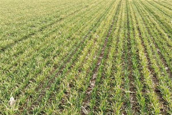 冬小麦枯黄枯死防治方法,喷施叶面肥可提高麦苗的抗逆性