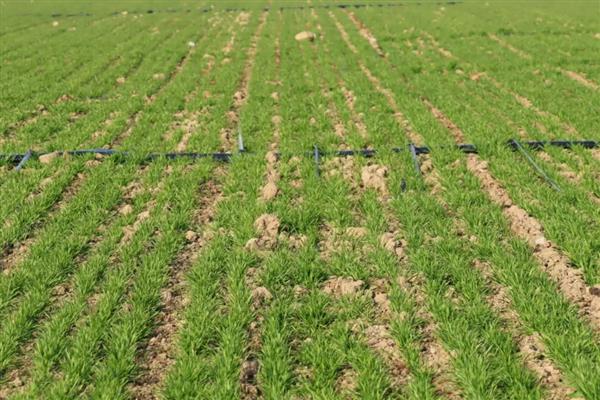 冬小麦枯黄枯死防治方法,喷施叶面肥可提高麦苗的抗逆性