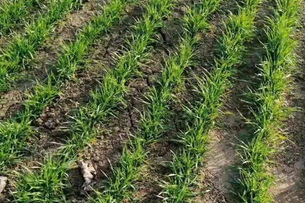 冬小麦枯黄枯死防治方法,喷施叶面肥可提高麦苗的抗逆性