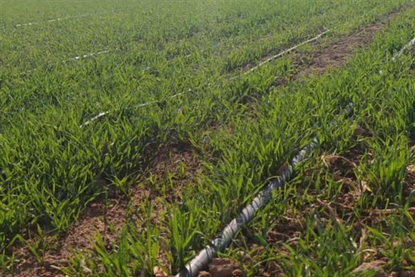 冬小麦枯黄枯死防治方法,喷施叶面肥可提高麦苗的抗逆性