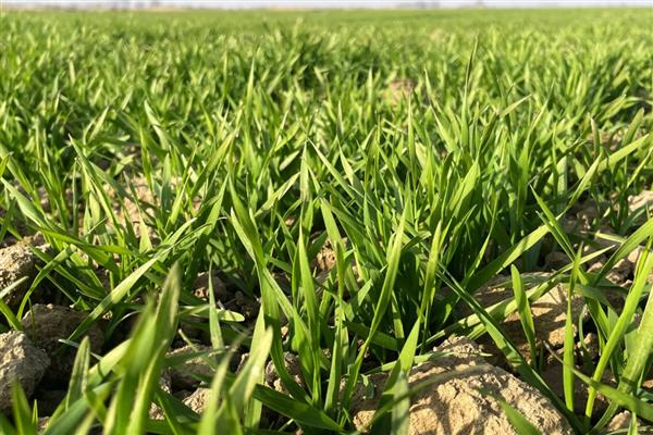 冬小麦枯黄枯死防治方法,喷施叶面肥可提高麦苗的抗逆性