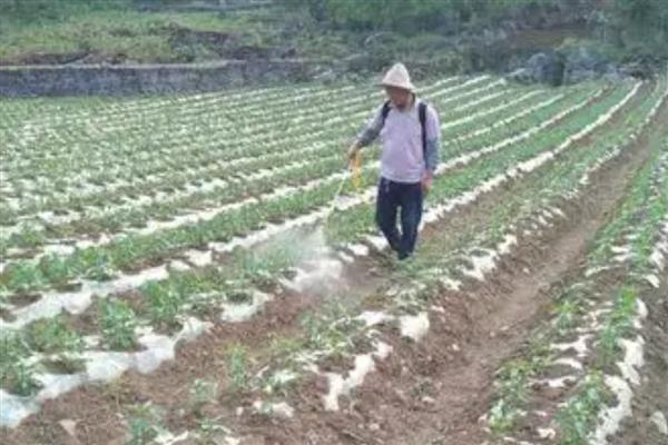 使用农药的误区,常见以下5种观点