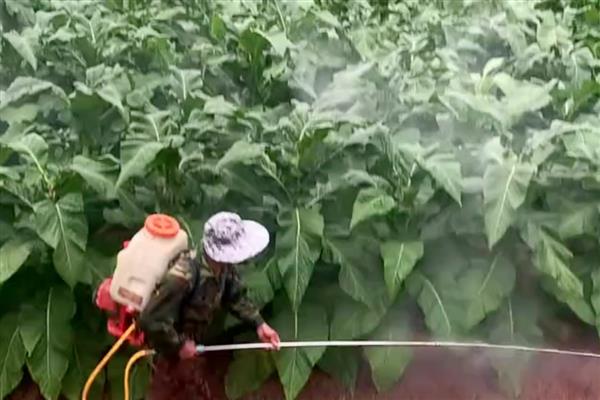 使用农药的误区,常见以下5种观点