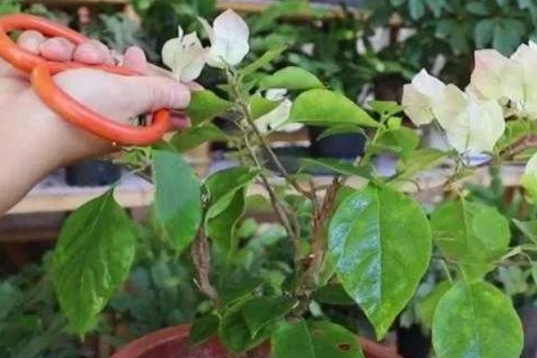 三角梅的修剪方法，入冬前剪除多余的枝条和病老枝