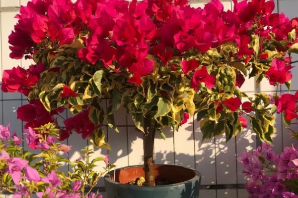 三角梅的修剪方法，入冬前剪除多余的枝条和病老枝