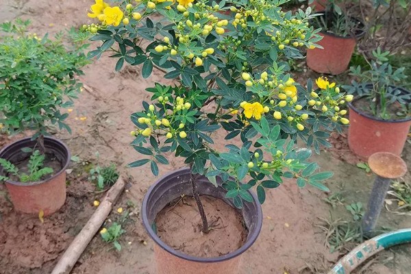 黄金梅如何养殖,适宜生长在光照充足的环境中