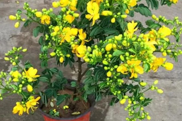 黄金梅如何养殖,适宜生长在光照充足的环境中