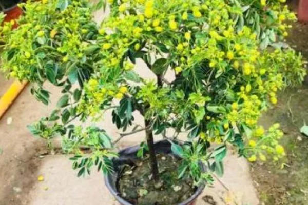 黄金梅如何养殖,适宜生长在光照充足的环境中