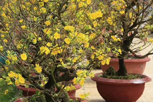 黄金梅如何养殖,适宜生长在光照充足的环境中